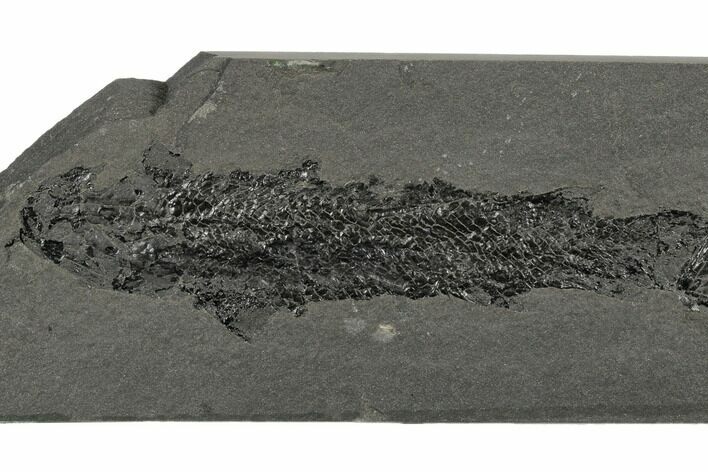 Devonian Lobe-Finned Fish (Osteolepis) - Scotland #177082